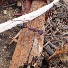 Myrmecia simillima (A Bull Ant) at Tennent, ACT - 17 Jan 2020 by Christine