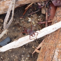 Myrmecia simillima at Tennent, ACT - 17 Jan 2020