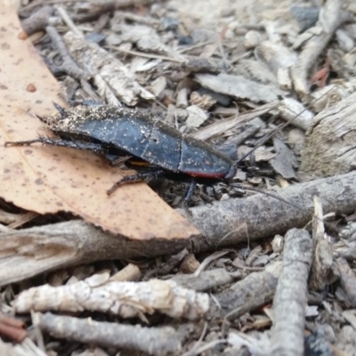 Platyzosteria similis (Red-legged litter runner) at Rugosa - 18 Jan 2020 by SenexRugosus