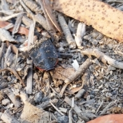 Platyzosteria similis at Yass River, NSW - 18 Jan 2020