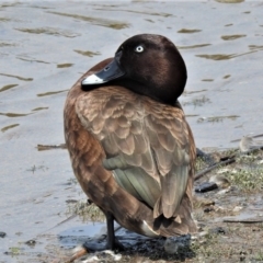 Aythya australis (Hardhead) at Casey, ACT - 18 Jan 2020 by JohnBundock