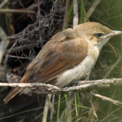 Acrocephalus australis (Australian Reed-Warbler) at Casey, ACT - 18 Jan 2020 by JohnBundock