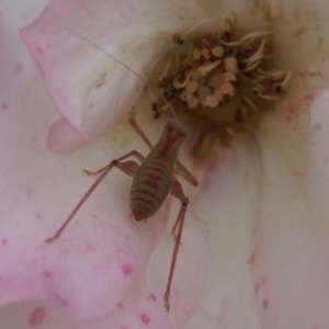 Tettigoniidae (family) at Shoalhaven Heads, NSW - 10 Jan 2018 10:51 AM