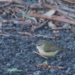 Acanthiza chrysorrhoa (Yellow-rumped Thornbill) at Berry, NSW - 12 Aug 2017 by gerringongTB