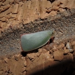 Siphanta sp. (genus) (Green planthopper, Torpedo bug) at Wanniassa, ACT - 18 Jan 2020 by JohnBundock