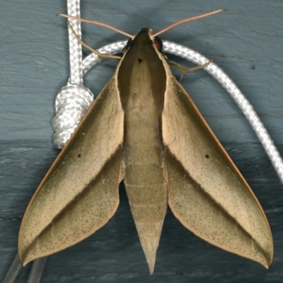 Theretra queenslandi (Queensland Hawk Moth) at Lilli Pilli, NSW - 16 Jan 2020 by jbromilow50