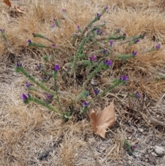 Echium plantagineum (Paterson's Curse) at Gungahlin Pond - 18 Jan 2020 by Bioparticles