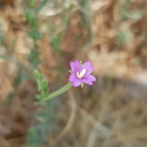 Epilobium billardiereanum subsp. cinereum at Nicholls, ACT - 18 Jan 2020 12:19 PM