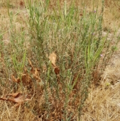 Epilobium billardiereanum subsp. cinereum at Nicholls, ACT - 18 Jan 2020 12:19 PM