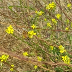 Apis mellifera (European honey bee) at Nicholls, ACT - 18 Jan 2020 by Bioparticles