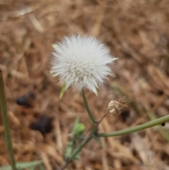 Sonchus asper (Prickly Sowthistle) at Nicholls, ACT - 18 Jan 2020 by Bioparticles