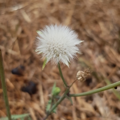 Sonchus asper (Prickly Sowthistle) at Gungahlin Pond - 18 Jan 2020 by Bioparticles