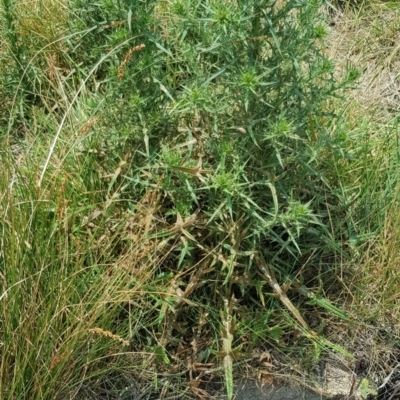 Cirsium vulgare (Spear Thistle) at Gungahlin Pond - 18 Jan 2020 by Bioparticles