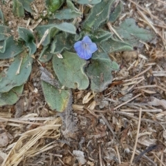 Echium vulgare (Vipers Bugloss) at Gungahlin Pond - 18 Jan 2020 by Bioparticles