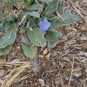 Echium vulgare at Nicholls, ACT - 18 Jan 2020