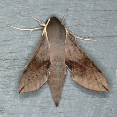 Hippotion scrofa (Coprosma Hawk Moth) at Lilli Pilli, NSW - 16 Jan 2020 by jbromilow50