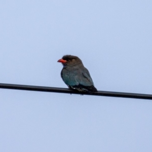 Eurystomus orientalis at Hughes, ACT - 18 Jan 2020