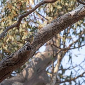 Pardalotus striatus at Deakin, ACT - 27 Dec 2019