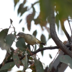 Acanthiza chrysorrhoa (Yellow-rumped Thornbill) at Hughes, ACT - 17 Jan 2020 by Ct1000