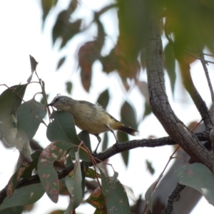 Acanthiza chrysorrhoa at Hughes, ACT - 17 Jan 2020