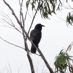 Corvus mellori (Little Raven) at Alpine - 4 Nov 2017 by JanHartog