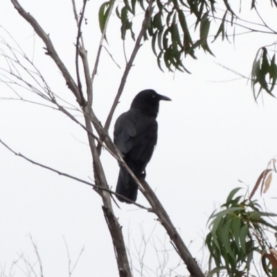 Corvus mellori (Little Raven) at Alpine - 4 Nov 2017 by JanHartog