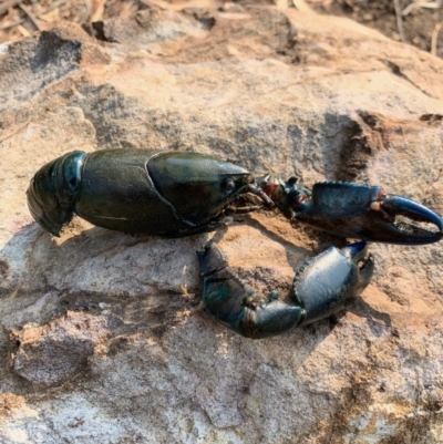 Cherax destructor (Common Yabby) at Acton, ACT - 18 Jan 2020 by GeoffRobertson