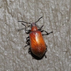 Ecnolagria grandis at Hackett, ACT - 14 Jan 2020 11:31 AM