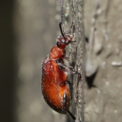 Ecnolagria grandis at Hackett, ACT - 14 Jan 2020 11:31 AM