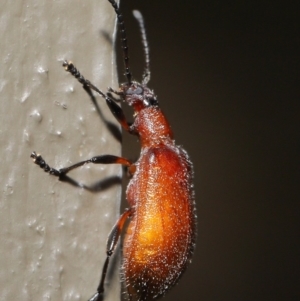 Ecnolagria grandis at Hackett, ACT - 14 Jan 2020 11:31 AM