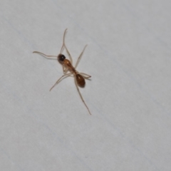Camponotus claripes (Pale-legged sugar ant) at Wamboin, NSW - 19 Dec 2019 by natureguy