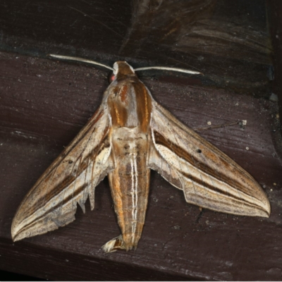 Theretra oldenlandiae (Impatiens Hawk Moth) at Lilli Pilli, NSW - 17 Jan 2020 by jbromilow50