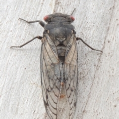 Psaltoda moerens (Redeye cicada) at Tennent, ACT - 15 Dec 2019 by michaelb