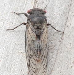 Psaltoda moerens (Redeye cicada) at Tennent, ACT - 15 Dec 2019 by MichaelBedingfield