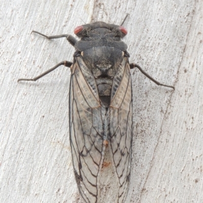 Psaltoda moerens (Redeye cicada) at Tennent, ACT - 15 Dec 2019 by MichaelBedingfield