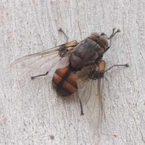 Prodiaphania sp. (genus) at Tennent, ACT - 15 Dec 2019