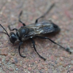 Sphex sp. (genus) (Unidentified Sphex digger wasp) at Wamboin, NSW - 20 Dec 2019 by natureguy