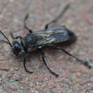 Sphex sp. (genus) at Wamboin, NSW - 20 Dec 2019