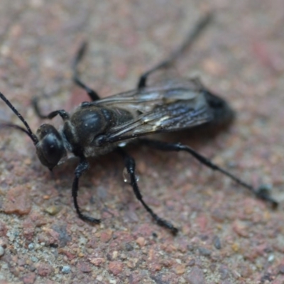 Sphex sp. (genus) (Unidentified Sphex digger wasp) at Wamboin, NSW - 20 Dec 2019 by natureguy