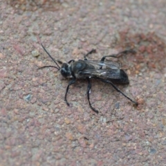 Sphex sp. (genus) at Wamboin, NSW - 20 Dec 2019