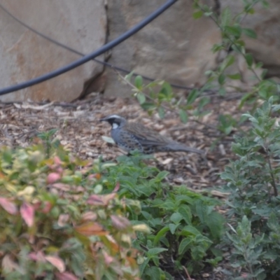 Cinclosoma punctatum (Spotted Quail-thrush) at Wamboin, NSW - 22 Dec 2019 by natureguy