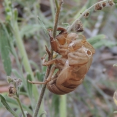 Psaltoda moerens (Redeye cicada) at Tennent, ACT - 15 Dec 2019 by michaelb