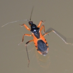 Ectomocoris ornatus (A ground assassin bug) at Wamboin, NSW - 26 Dec 2019 by natureguy