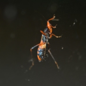 Ectomocoris ornatus at Wamboin, NSW - 27 Dec 2019 02:39 AM