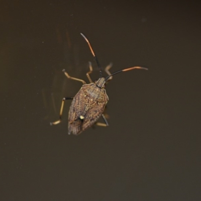 Poecilometis strigatus (Gum Tree Shield Bug) at Wamboin, NSW - 27 Dec 2019 by natureguy