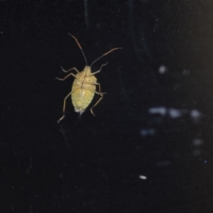 Poecilometis strigatus at Wamboin, NSW - 27 Dec 2019