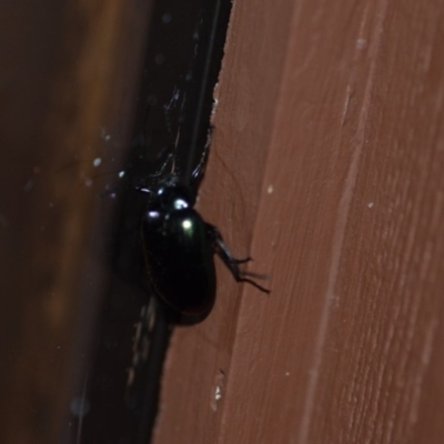 Chalcopteroides columbinus (Rainbow darkling beetle) at Wamboin, NSW - 26 Dec 2019 by natureguy