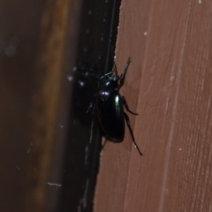 Chalcopteroides columbinus at Wamboin, NSW - 27 Dec 2019