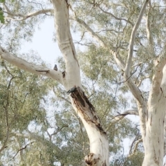 Callocephalon fimbriatum (Gang-gang Cockatoo) at Hughes, ACT - 18 Jan 2020 by ruthkerruish