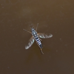 Therevidae (family) (Unidentified stiletto fly) at Wamboin, NSW - 27 Dec 2019 by natureguy